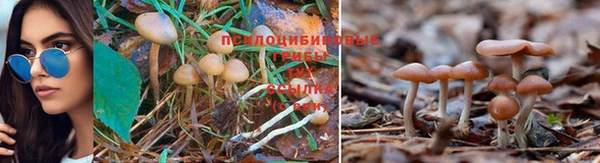 гашик Гусь-Хрустальный